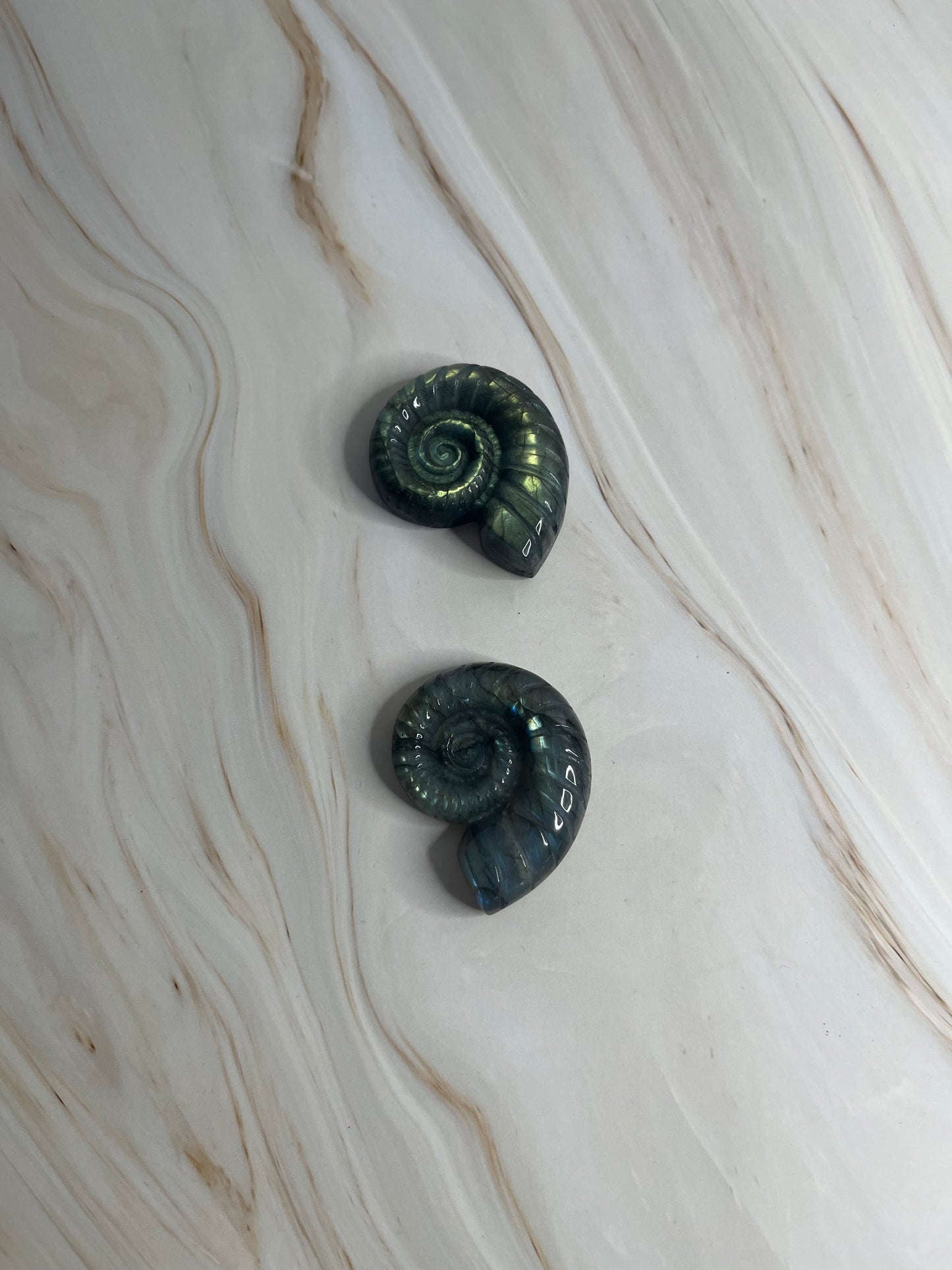 Muscheln