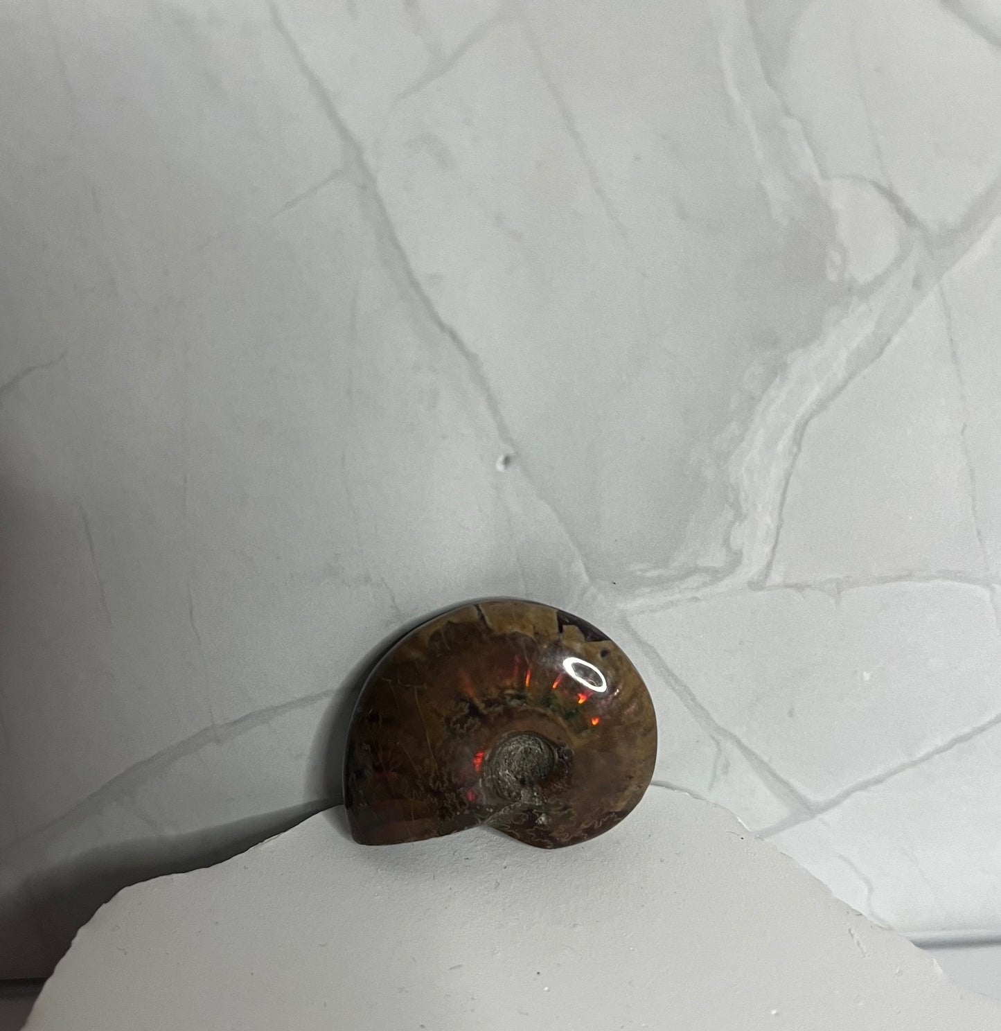 Opalisierter Ammolith