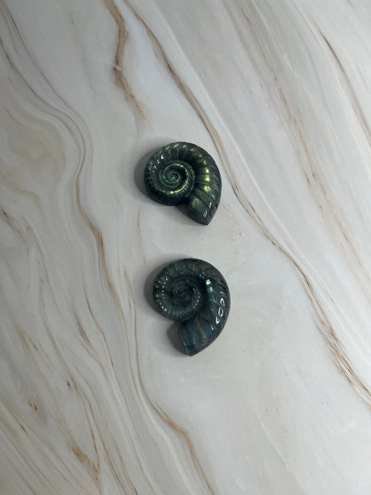 Muscheln