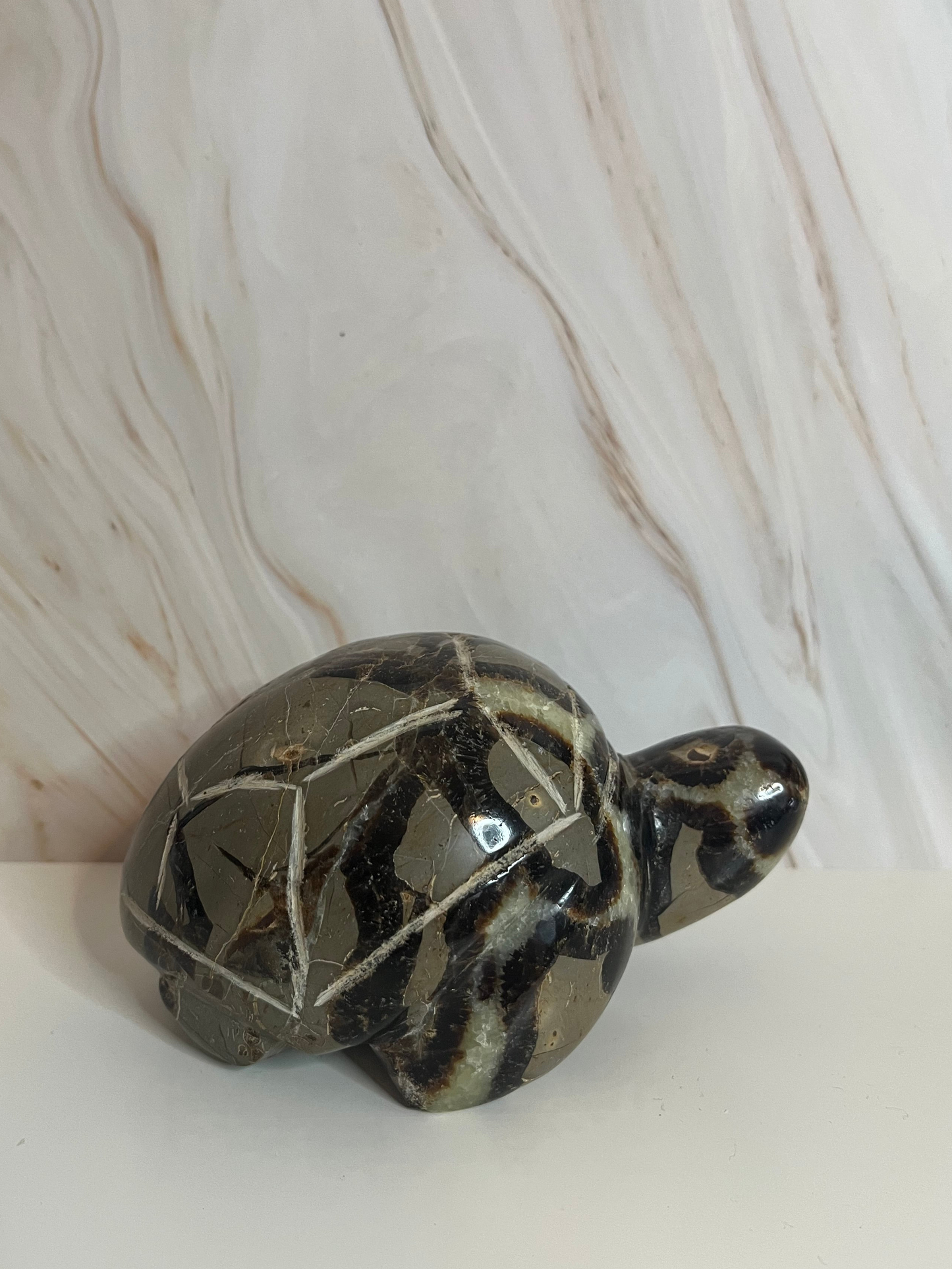 Septarien Schildkröte