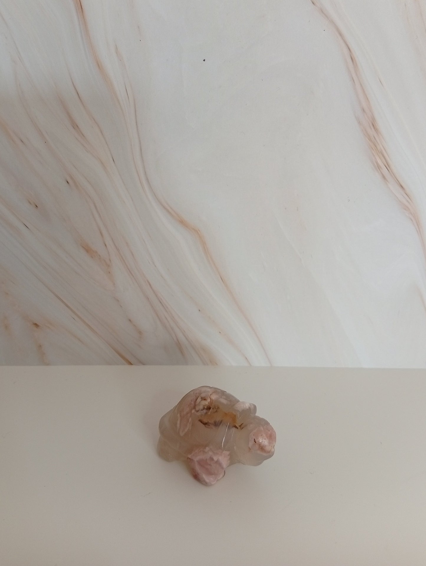 Schildkröte